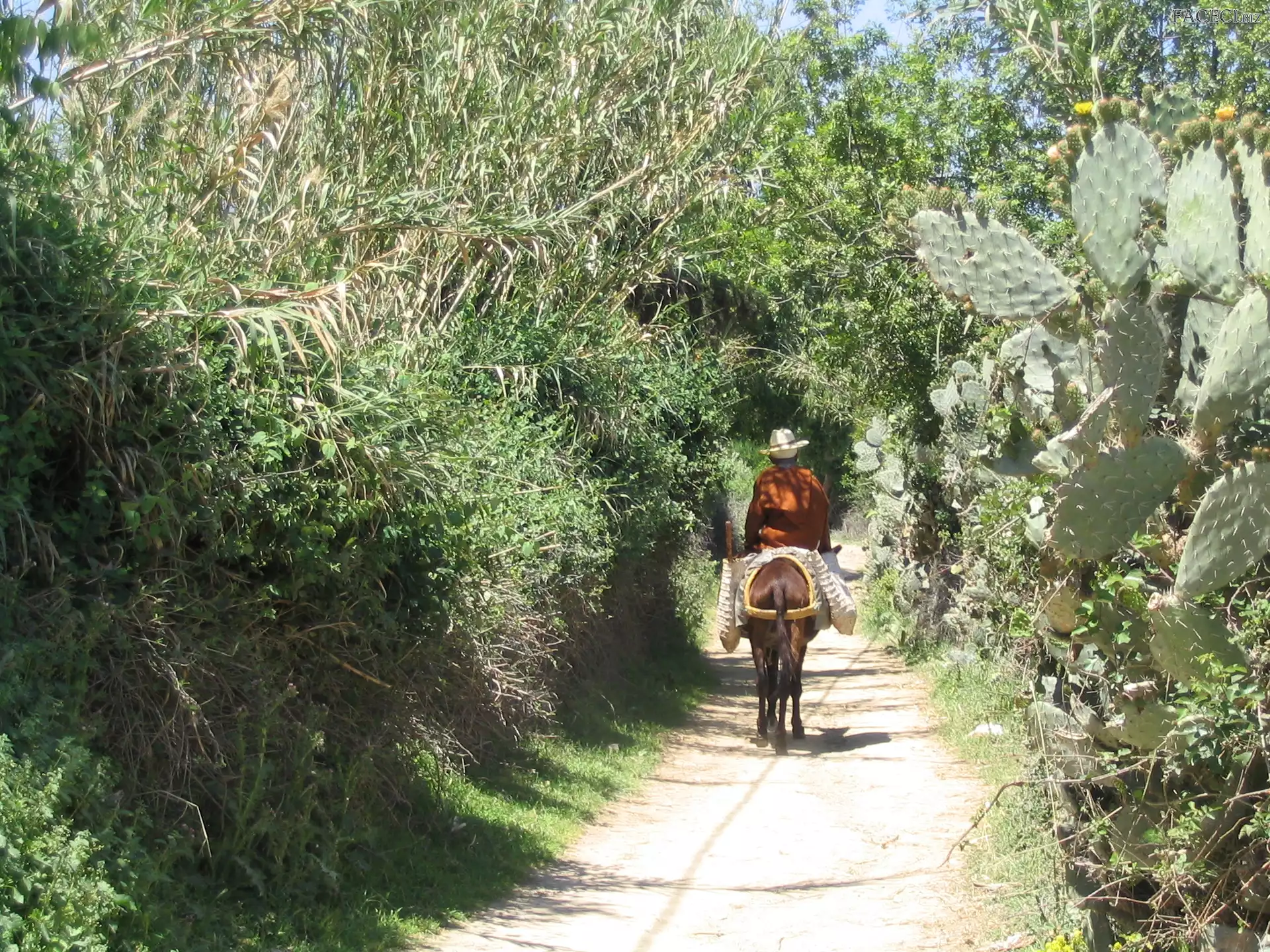 Osiołek, Roślinność, Mężczyzna, Droga