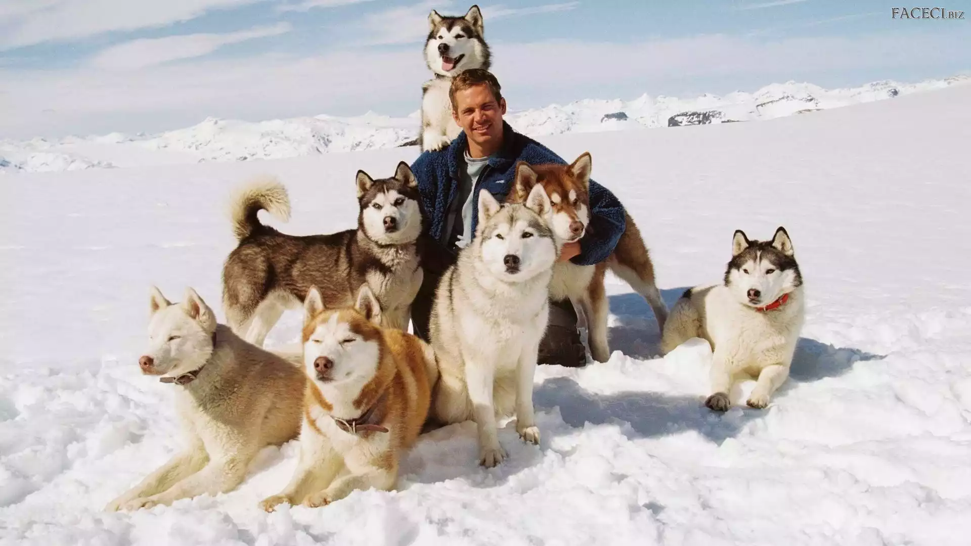 Siberian Husky, Zima, Mężczyzna